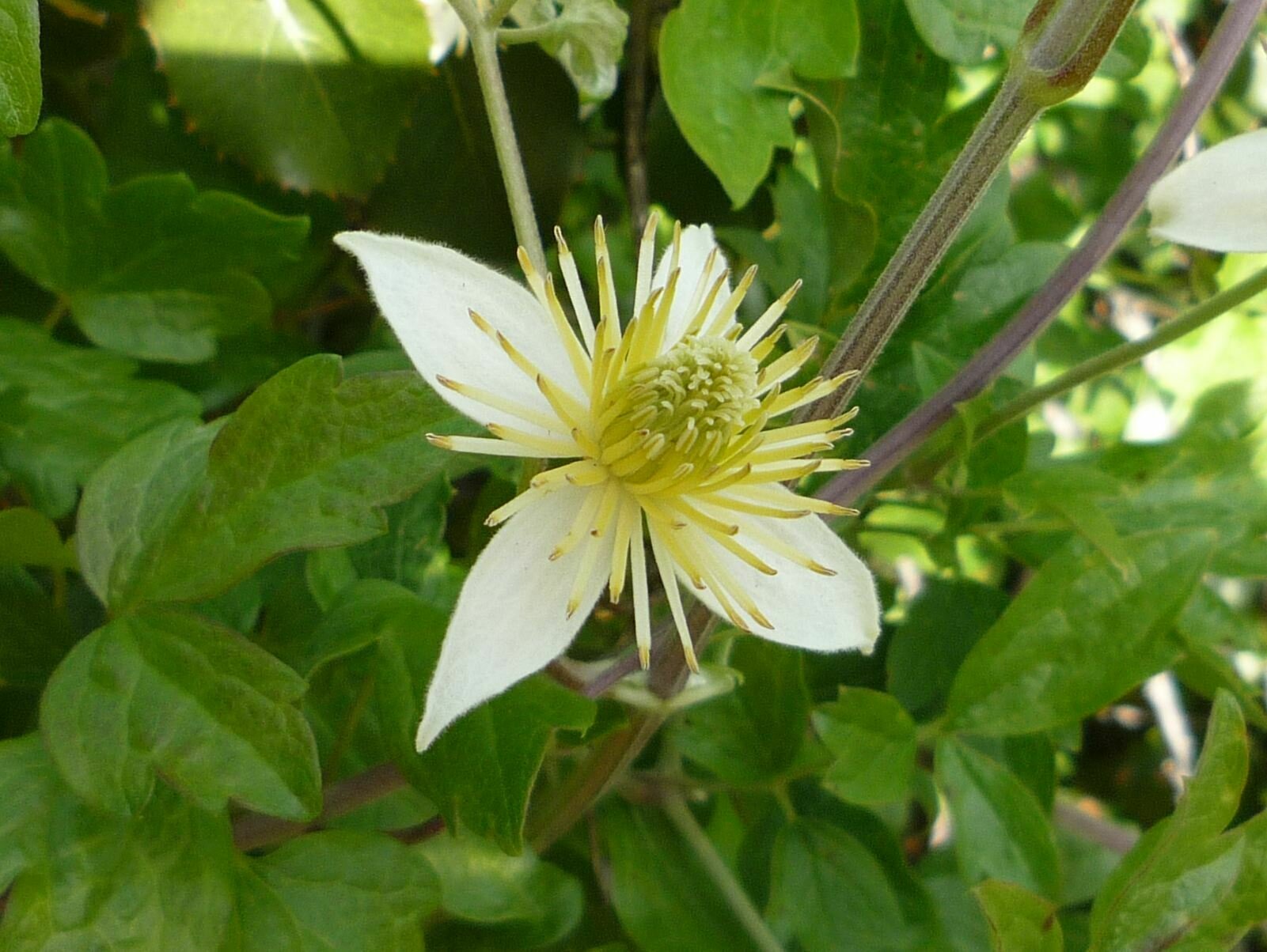 High Resolution Clematis lasiantha Flower